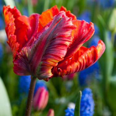 Parrot Tulip 'Rasta Parrot' Tulip Bulbs (Parrot Tulips)